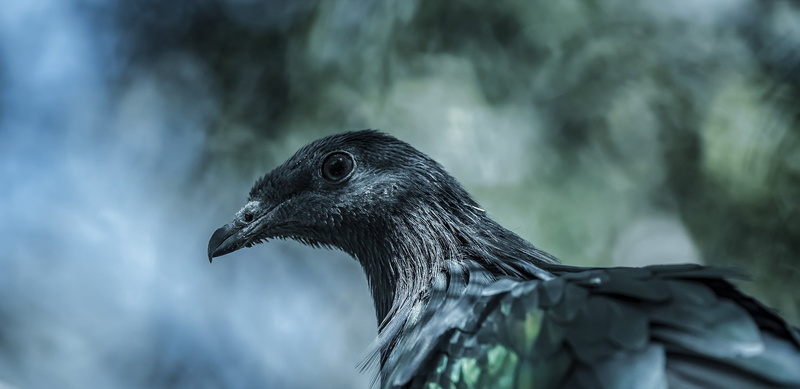 black color, animal, day, pigeons, nature, macro, bird, wildlife, 1080P, animals in the wild, Sumatra, photography, profile view, animal wildlife, animal themes