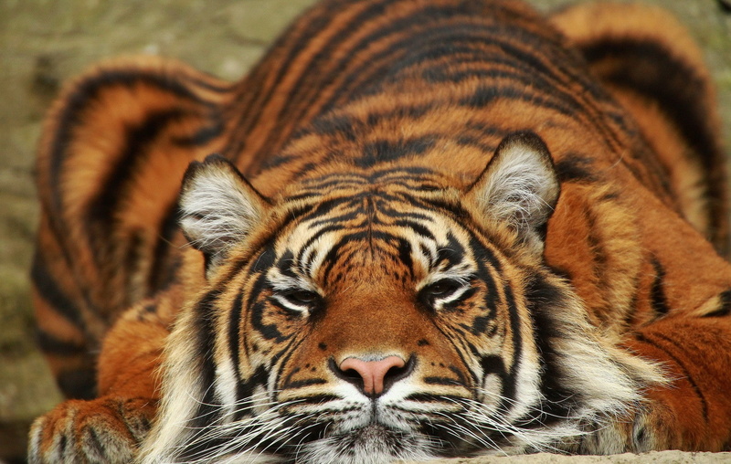 sumatra, Animal, wild cat, 1080P, Sumatra tiger, tiger, predator