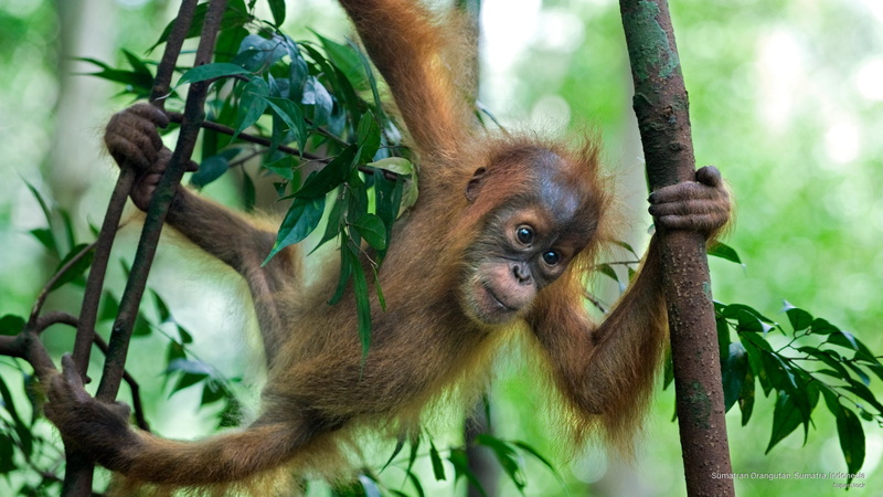 Animals, indonesia, sumatran, sumatra, 2K, orangutan