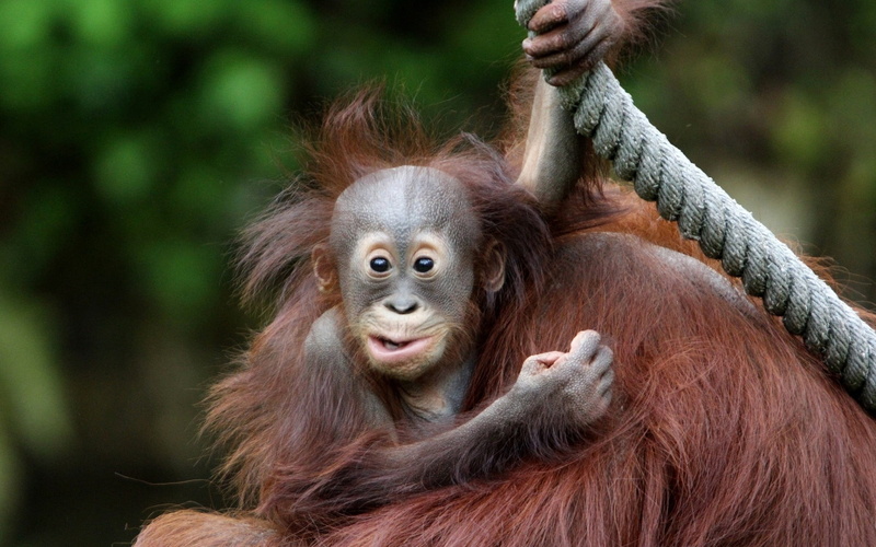 brown, tree, human Face, portrait, close-up, animal wildlife, cute, primate, animal, animal family, forest, young Animal, island of Borneo, primitivism