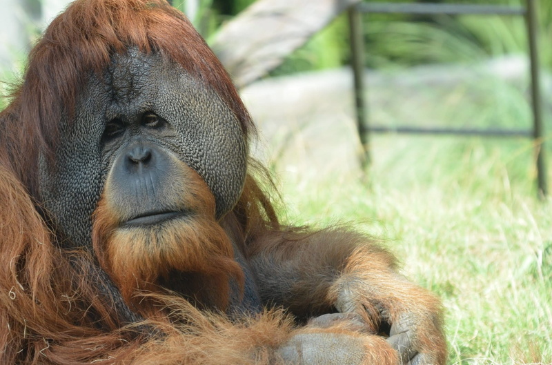 looking, animal wildlife, malaysia, borneo, wildlife, orangutan, no people, close-up, one animal, vertebrate, animals in the wild, sumatra, indonesia, portrait