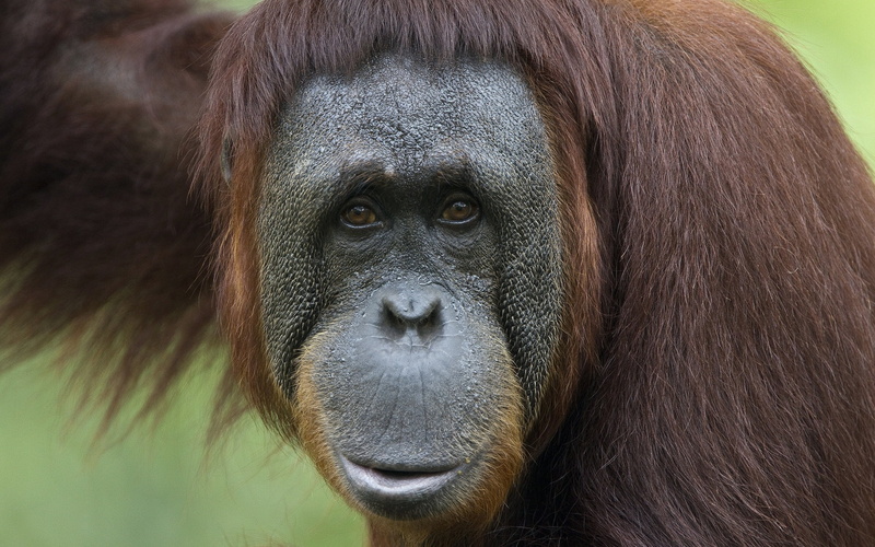 mammal, animal Hair, surprise, portrait, zoo, human Face, sumatra, wildlife, cute, face, close-up, tropical Rainforest, brown, endangered Species, emotion