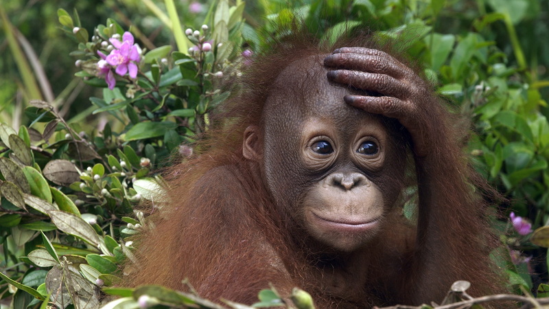animal wildlife, infant, forest, orangutan, wildlife, island of Borneo, portrait, 1080P, close-up, outdoors, young Animal, animals In The Wild, sumatra