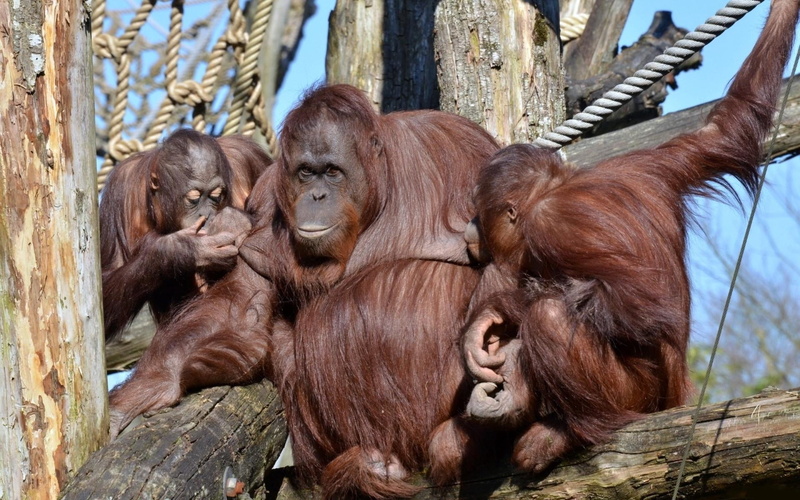 no people, nature, sumatra, family, animal wildlife, endangered Species, branch, primitivism, sitting, day, island of Borneo, vertebrate, two animals, wood - material