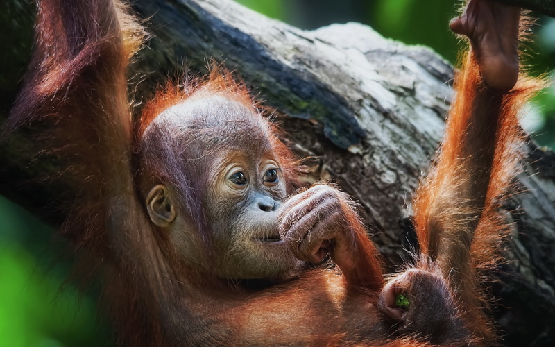 forest, no people, one Animal, animal family, animals in captivity, lie, tree, zoo, primate, 2K, animal wildlife, indonesia, island of Borneo, monkey