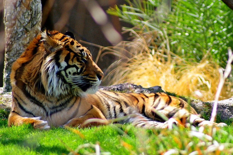 Winner, Feline, animals, capture, stripey, green, Panthera tigris sumatrae, preGame, views, Phoenix Zoo, Beautiful, panthera, 720P, undomesticated Cat