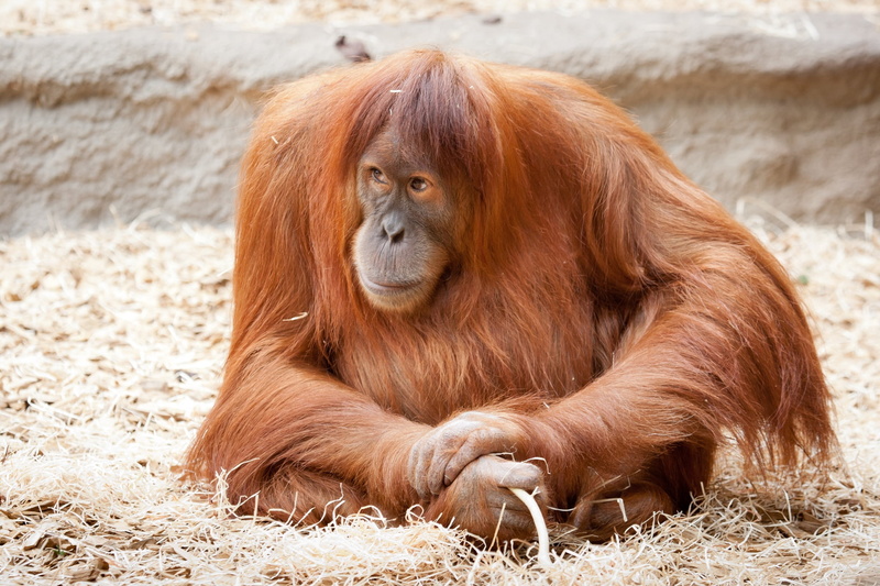 cute, zoo, island of Borneo, fur, tropical Rainforest, portrait, vertebrate, animals In The Wild, sit, monkey, mammal, young Animal, animal Hair, outdoors