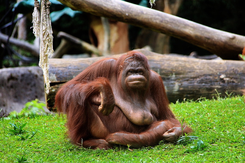 relaxation, animals in the wild, sumatra, tree, wild, people, animals in captivity, mammal, animal, primate, vertebrate, animal wildlife, outdoors, grass