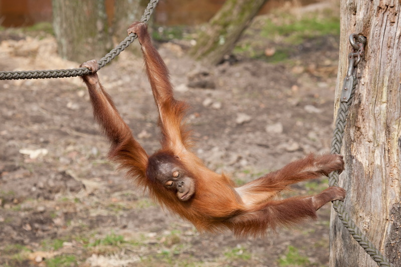 wildlife, day, brown, primitivism, primate, island of Borneo, nature, vertebrate, outdoors, trunk, tree trunk, forest, animals In The Wild, one Animal