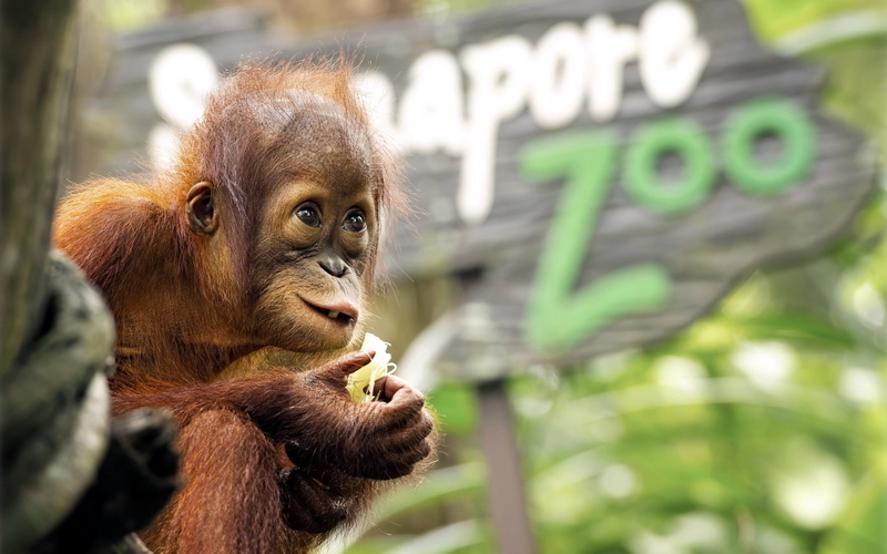 close-up, indonesia, rainforest, vertebrate, asia, orangutan, ape, malaysia, tropical Rainforest, monkey, island of Borneo, primate, focus on foreground