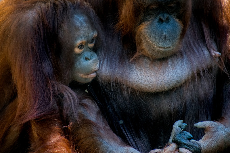 wildlife, 5K, island of Borneo, mother, primate, one Animal, portrait, orangutan, wild, two, ape, nurse, orang-utan, relaxing, close-up, baby, mammal