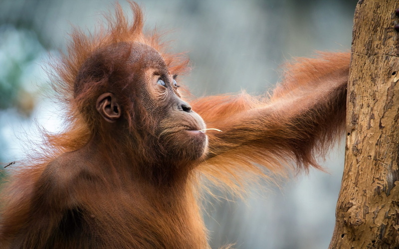 zoo, animal Hair, contemplation, people, wildlife, tree, outdoors, mammal, animal, nature, animals In The Wild, close-up, brown, hair, forest, animal wildlife