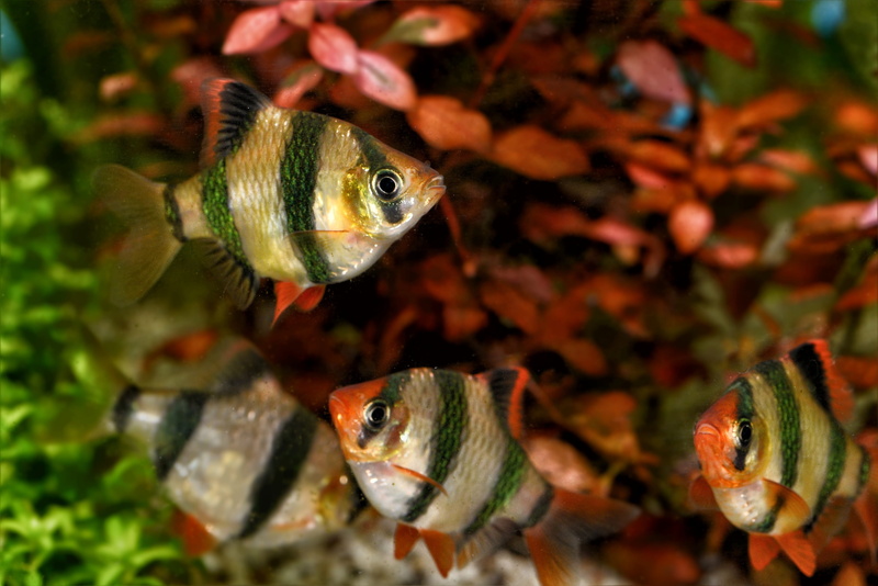fish tank, no people, outdoors, sea life, animal themes, marine, puntigrus tetrazona, nature, sea, day, barbel, sumatra barbering, swimming, animals in the wild