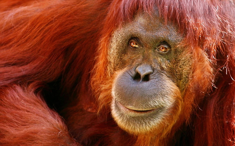  color, 1080P, one Animal, zoo, island of Borneo, portrait, animal, animal Head, mammal, sumatra, tropical Rainforest, focus on foreground, animal Hair