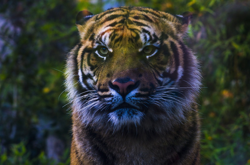whisker, sumatra, shallow, looking at camera, animal, no people, nature, threat, tiger, animal body part, snout, animals in the wild, outdoors, panthera