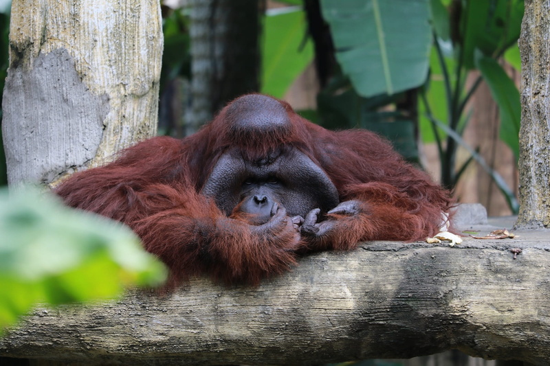two animals, Zoo, tropical Rainforest, vertebrate, sad, endangered Species, cage, focus on foreground, island of Borneo, wildlife, Monkey, Wildlife, animal wildlife