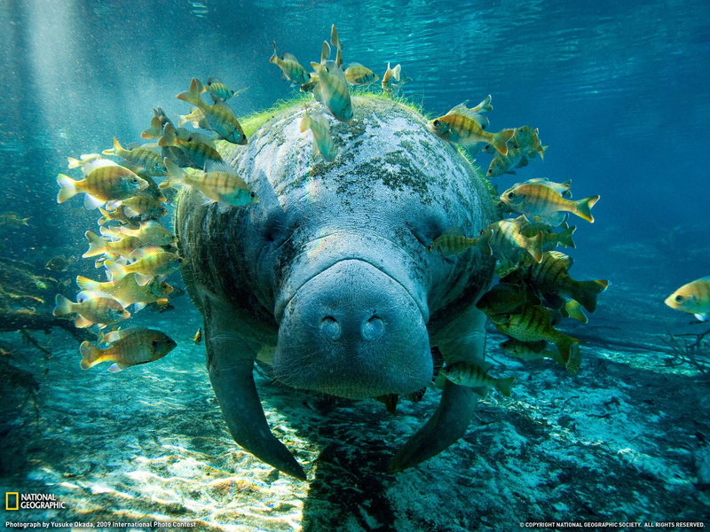 leaf, green, one animal, water, undersea, sea, plant, school of fish, vertebrate, sea life, marine, manatee, animal themes, animal wildlife, fish, nature