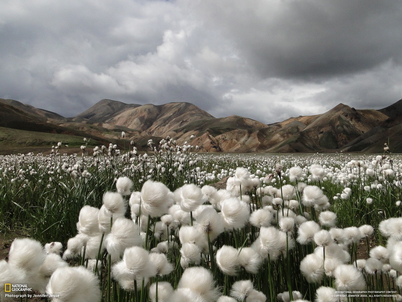 National Geographic, landscape, cotton, mountain, plant, mountain range, flowers, Iceland, scenics - nature, field, beauty in nature, growth, sky, cotton plant