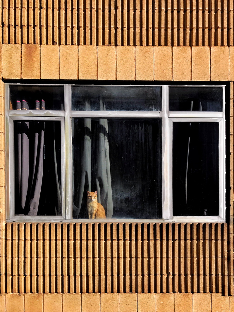 girl, vertebrate, woman, home decor, railing, apparel, animal, pet, orange, pets, clothing, day, standing, window shade, domestic cat, window, no people