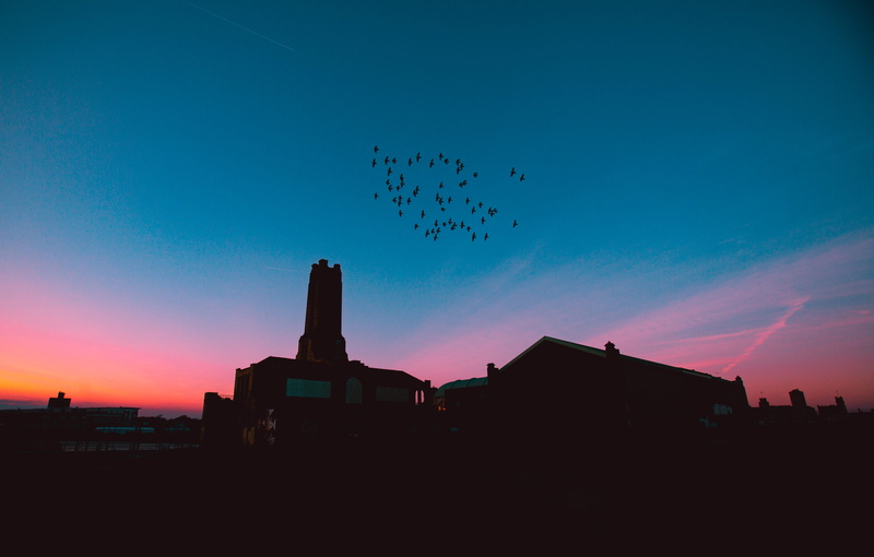 animal, gray, golden, no people, vertebrate, birds, bird, sky, Birds in the Trap Sing McKnight, animals in the wild, blue, flying, hour, animal themes