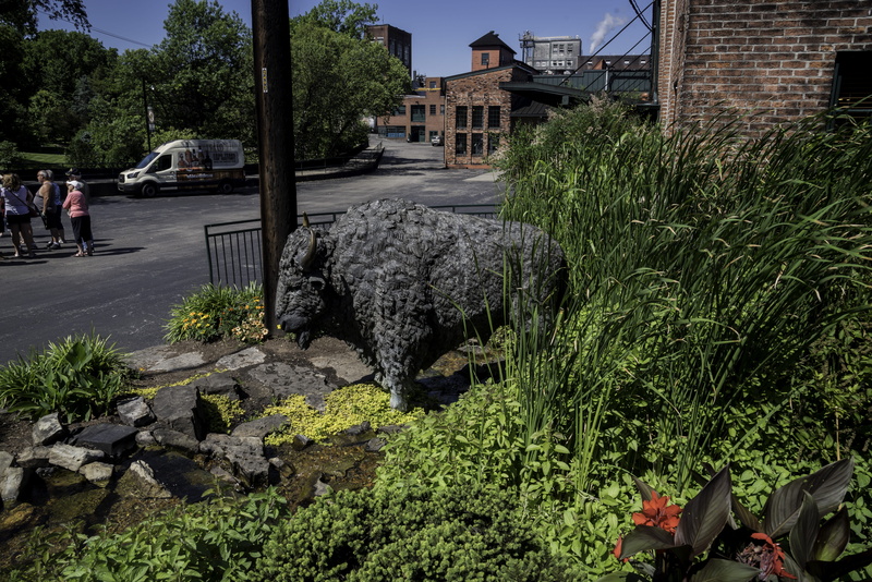 architecture, buffalo, day, plants, building exterior, residential district, solid, building, whiskey, outdoors, buffalo statue, trace, sky, city, green color