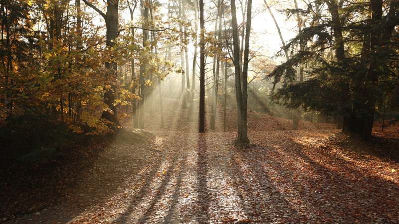 streaming, growth, tranquility, non-urban scene, autumn, trees, change, light shaft, tranquil scene, day, fall, idyllic, plant part, 5K, leaf, scenics - nature