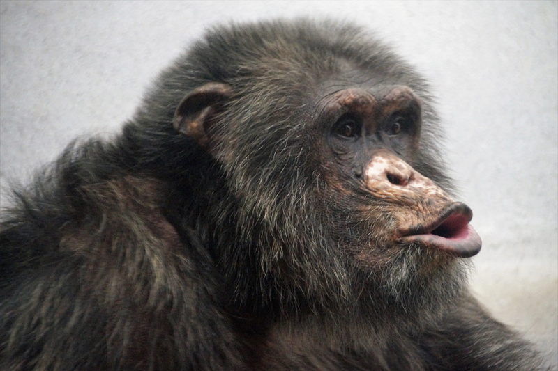 monkey, animal hair, focus on foreground, one animal, animal body part, mammal, zoo, animal wildlife, vertebrate, portrait, no people, animal, day, chimp