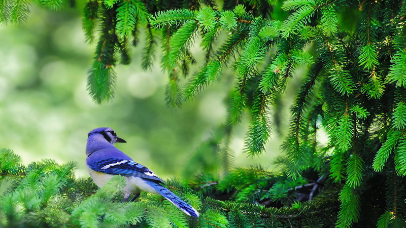 birds, 4K, animal themes, perching, close-up, branch, bird, blue jays, tree, animal, focus on foreground, nature, pine trees, animal wildlife, growth