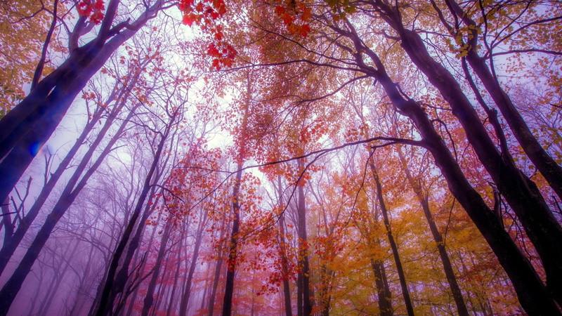 beauty in nature, autumn, tranquility, fall, plant, nature, trees, scenics - nature, 1080P, tree canopy, low angle view, growth, day, change, branch, outdoors