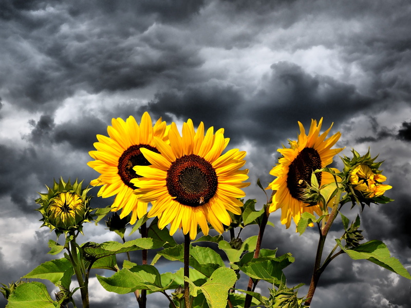 yellow flower, agriculture, beauty in nature, plant, 1080P, petal, vulnerability, selective, color, fragility, storm cloud, pollen, no people, freshness