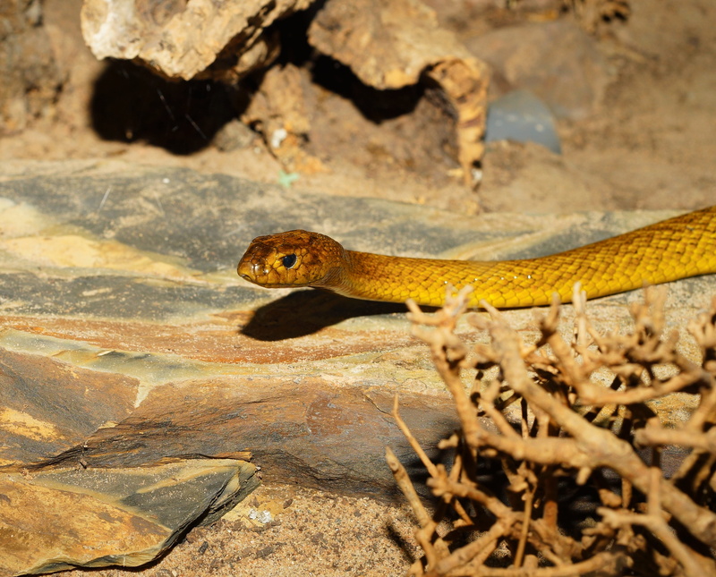 fatal, photo, animal wildlife, Animal, no people, animal themes, focus on foreground, Inland Taipan, dangerous, solid, fascinating, 4K, animals in captivity