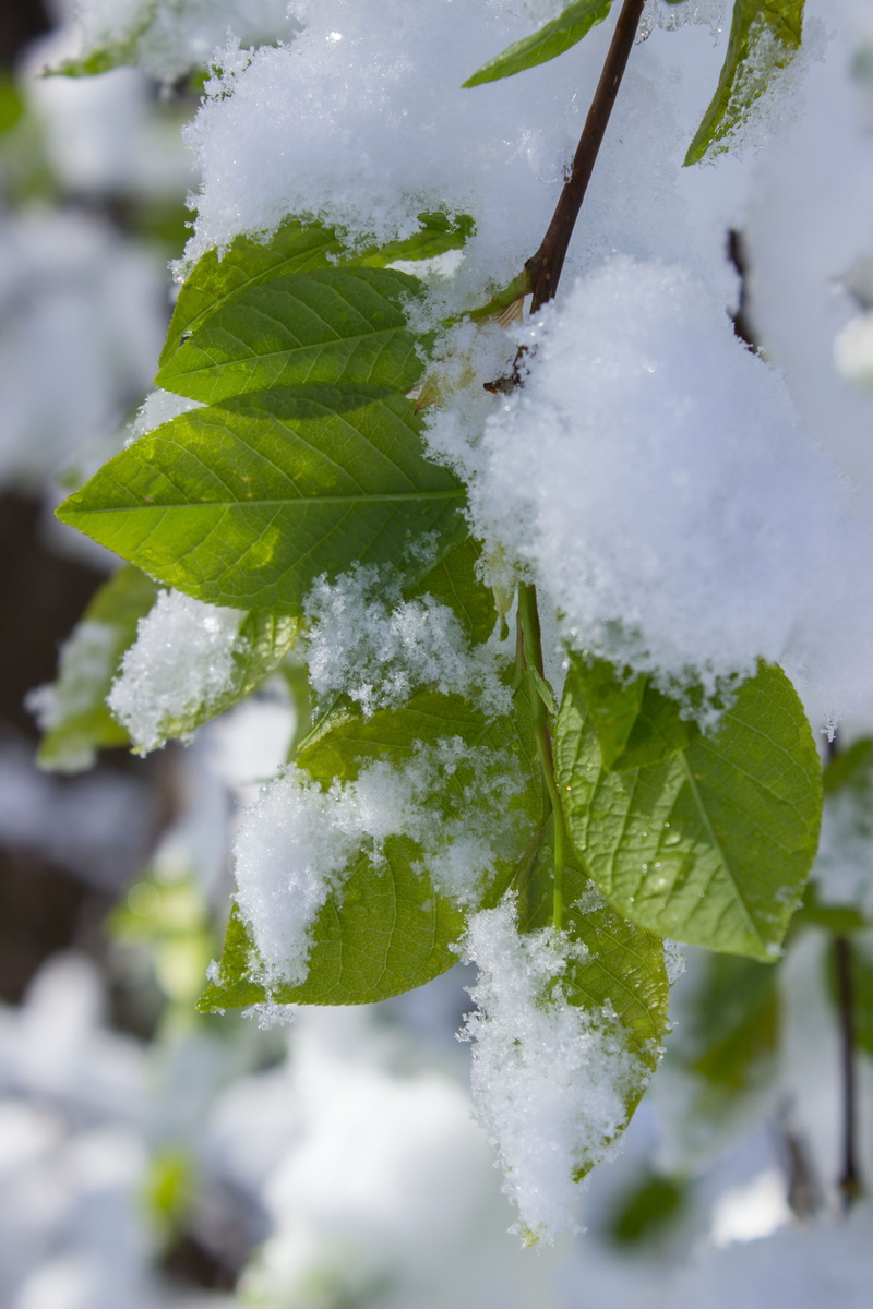 no people, focus on foreground, ice, growth, snowy, leaf, frost, plant, winter blast, day, close-up, beauty in nature, outdoors, green color, winter, cold temperature