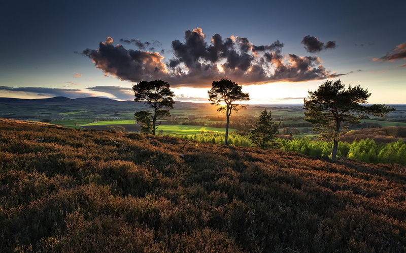 land, growth, grass, sunset, scenics - nature, tranquility, outdoors, plant, 1080P, black, non-urban scene, field, trailer, landscape, white, tree, beauty in nature