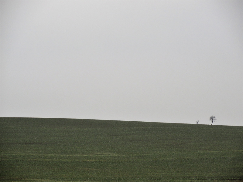 tranquility, transient, agriculture, transience, rural Scene, green, grass, plant, lapsed, Meadow, simplicity, Landscape, land, field, environment, 4K
