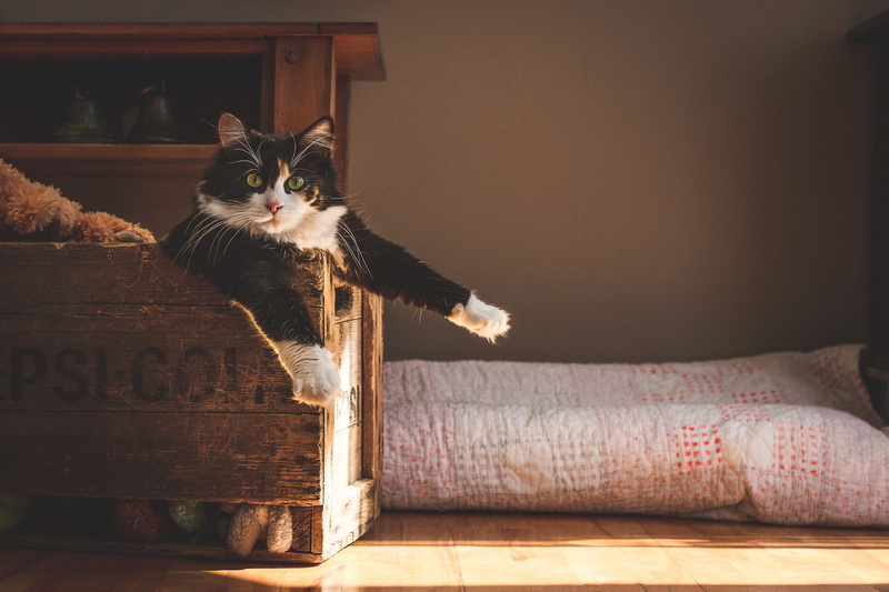 mammal, crate, vertebrate, looking at camera, animal, pets, no people, natural light, wood - material, domestic cat, animal themes, 1080P, cat, feline