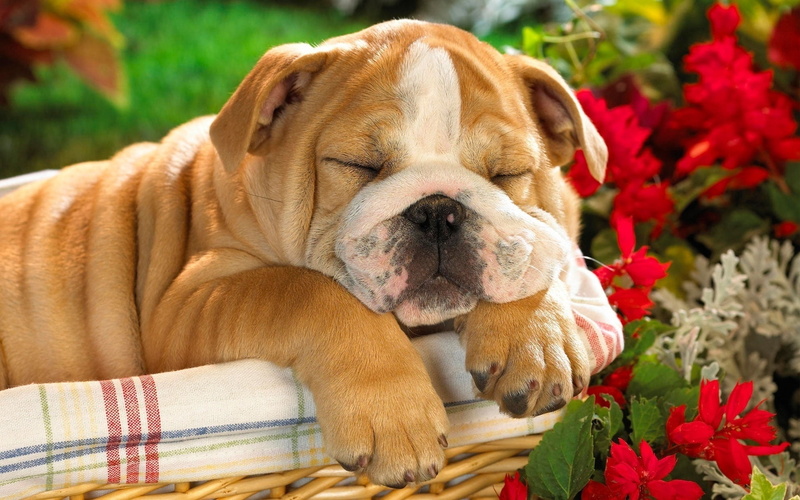 portrait, flower, canine, nature, dog, small, relaxation, crate, flowering plant, pets, close-up, grass, mammal, looking, young Animal, outdoors, animal head