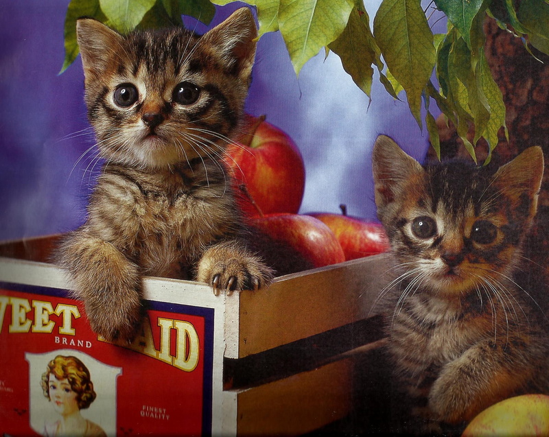 feline, animals, kittens, 1080P, apples, like, fruit, tree, crate