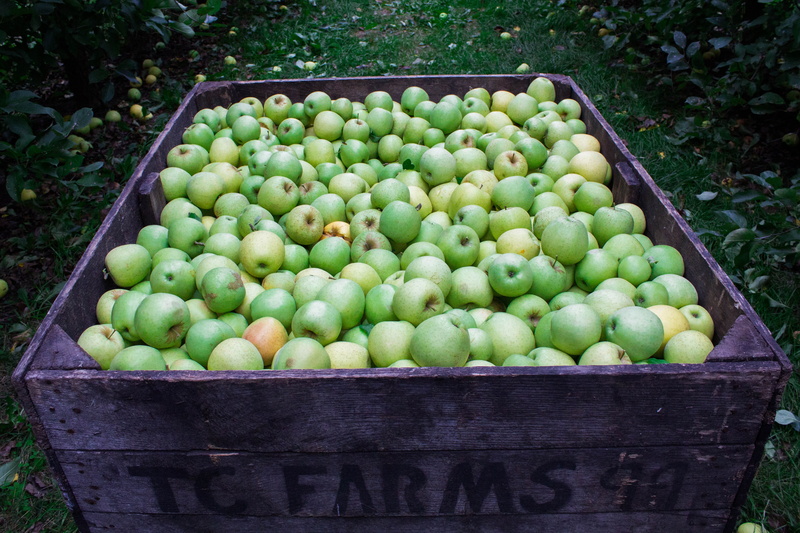 4K, high angle view, green Color, agriculture, organic, box, growth, outdoors, food And Drink, harvesting, nature, healthy Eating, vegetable, ripe, day