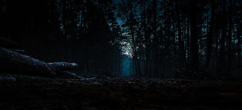 nature, atmosphere, tranquil scene, dark, woodland, fear, 4K, outdoors, trees, fairytale, ghostly, trunk, ghost, forest, non-urban scene, land, strains