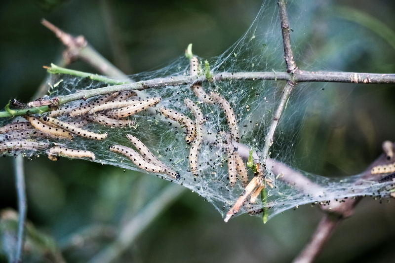 complexity, no people, branch, plant, stage of development, cotton candy, gespenstig, day, close-up, outdoors, leaf, ermine, focus on foreground, white