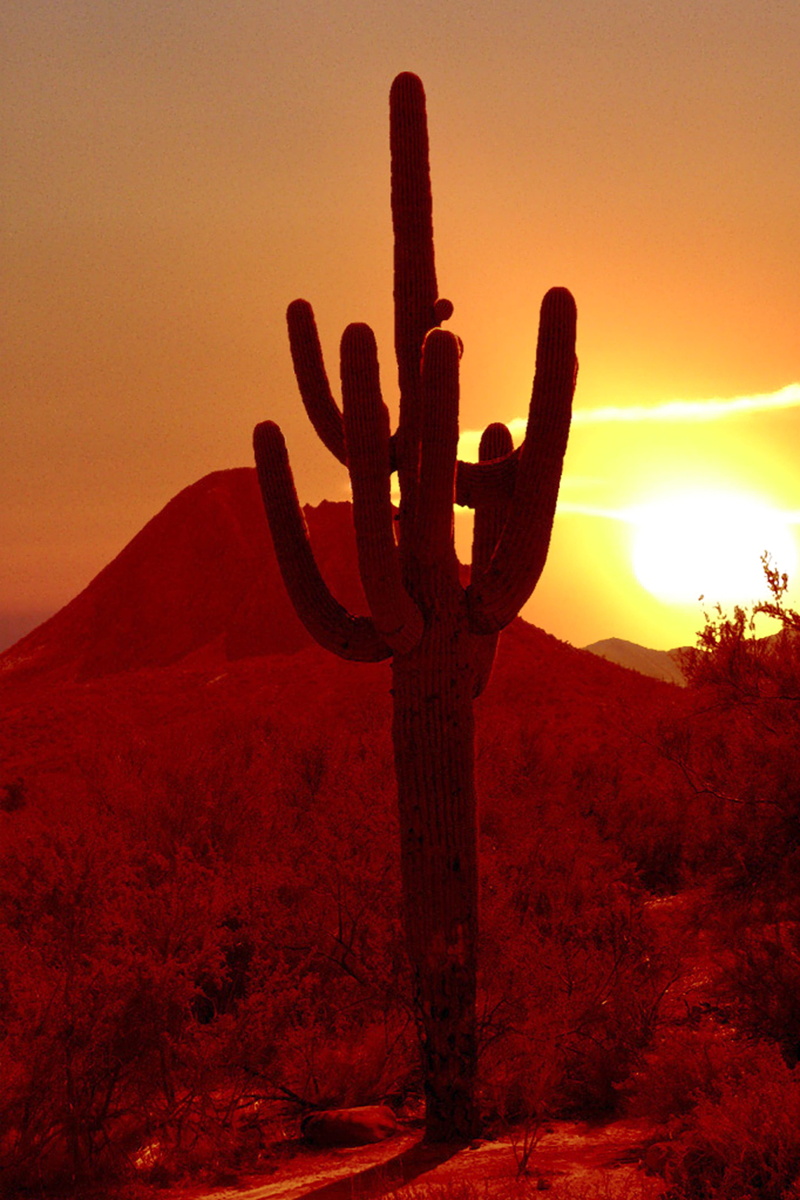 photo, arid climate, outdoors, usa, evening sky, abendstimmung, mood, sky, sunrise, afterglow, romantic, weird, growth, 4K, nature, light, semi-arid, shadow