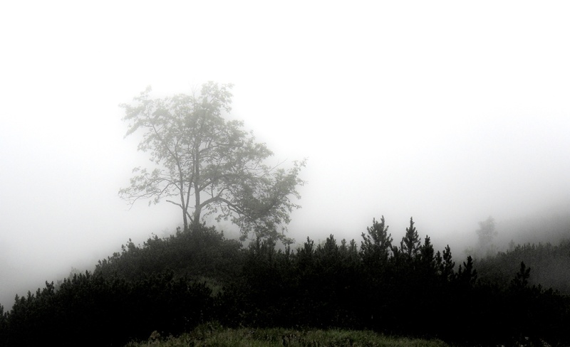 landscape, environment, outdoors, tranquil scene, mystical, mood, unterberg, no people, fog, day, tree, gespenstig, hazy, beauty in nature, non-urban scene