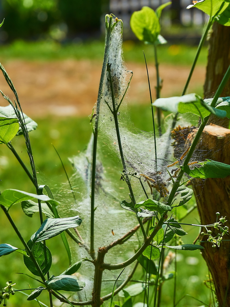 track, smith, jasmin, nature, mystical, water, ermine, outdoors, harmless, plant, decoration, chip away, insect, may, overcast, web, leaf, field, fragility