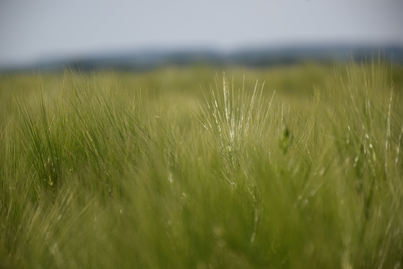 outdoors, inspiration, grass, field, day, tranquil scene, agriculture, farm, plant, game focusing, green color, cereal plant, rural scene, landscape, cereals