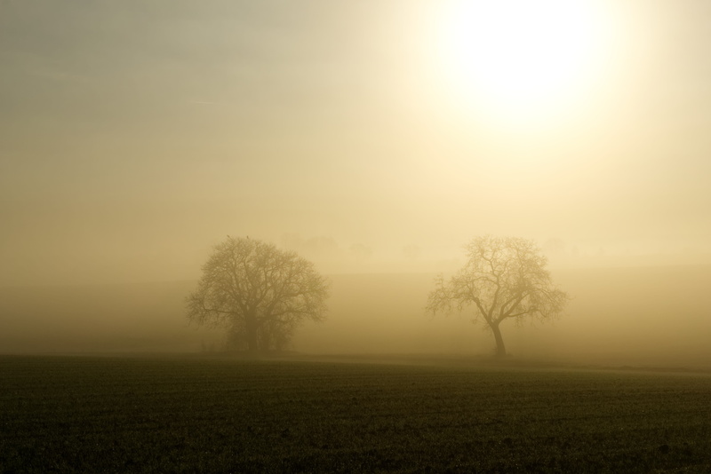 atmospheric, trees, 5K, gespenstig, sky, mood, silhouette, beauty in nature, idyllic, non-urban scene, landscape, rural scene, outdoors, light, mystical