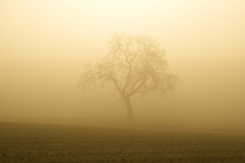 atmospheric, nature, fog, bird, tranquility, gespenstig, mood, remote, light, scenics - nature, beauty in nature, dark, environment, twilight, sun, landscape