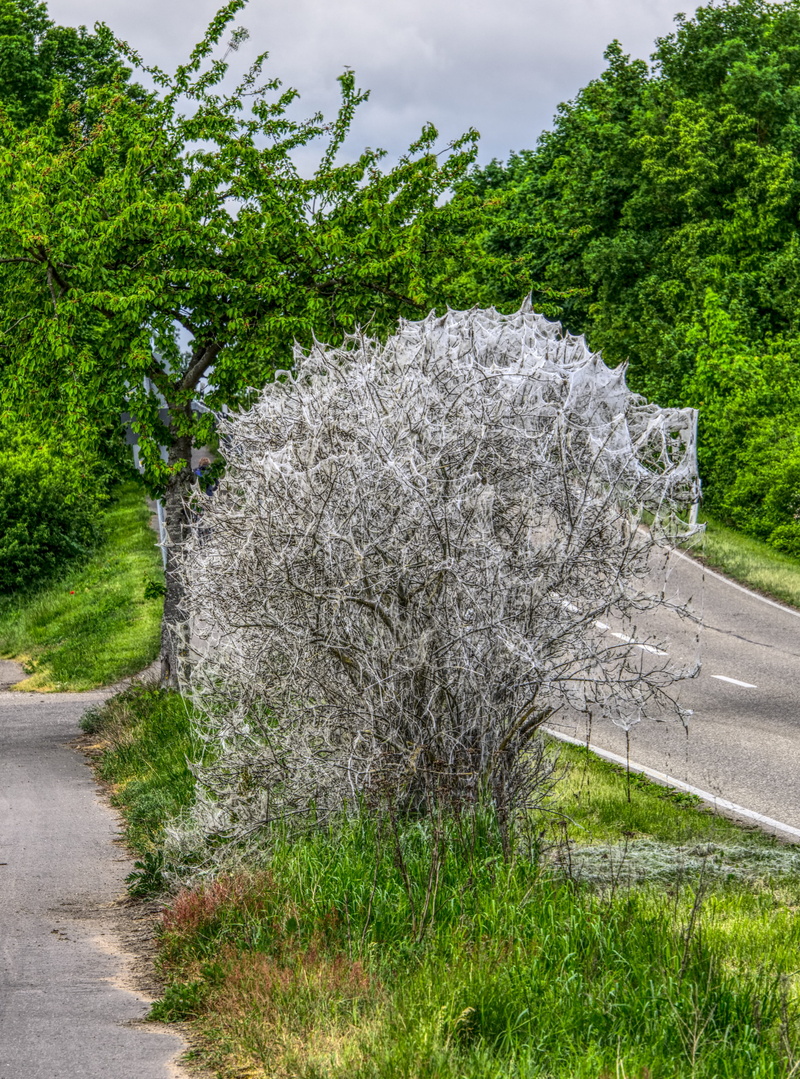the course hang, halloween, weird, 4K, tranquility, gespenstig, road, curtain, white, insect, creepy, infestation, yponomeutidae, motte, spirit, tranquil scene