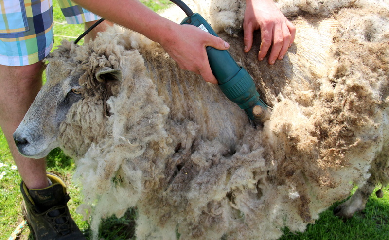 4K, real people, vertebrate, unrecognizable person, sheepskin, s, high angle view, hair, hand, domestic, mammal, day, sheeps wool, one animal, outdoors