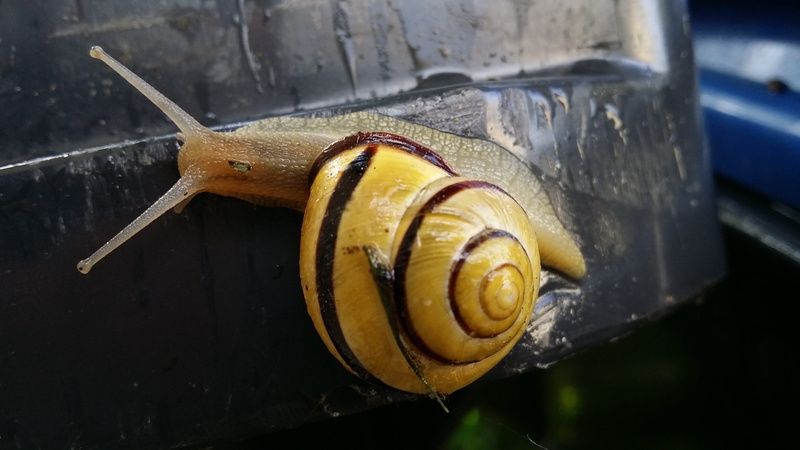 yellow, spiral, no people, shell, animal wildlife, greasy, housing, animal shell, Slimy, animal, animal body part, one animal, Land Snail, nature, close-up