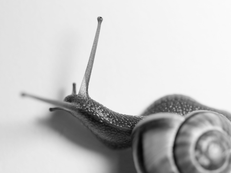 close-up, mollusk, crawl, gastropod, Reptiles, animal wildlife, one animal, wet, Animal, shell, day, housing, white background, 1080P, indoors, nature